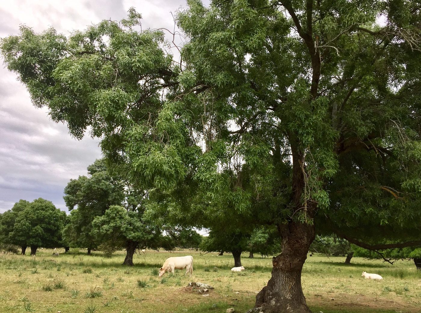 Vista de Moralzarzal, en la Sierra de Madrid — zona de servicio de reparaciondetejados.madrid, especialistas en reparación de tejados y canalones, zona de pinar, donde es habitual la limpieza de canalones obstruidos por hojas y acículas.