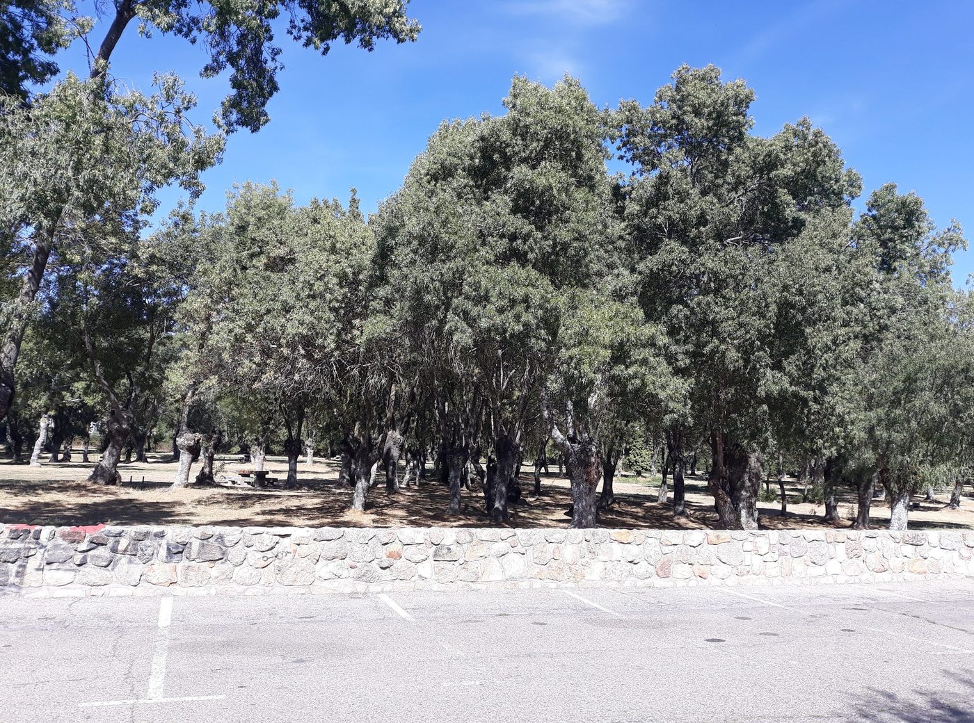 Reparación de tejados en Soto del Real | reparaciondetejados.madrid Vista de Soto del Real, en la Sierra de Madrid — zona de servicio de reparaciondetejados.madrid, especialistas en reparación de tejados y canalones, zona de pinar, donde es habitual la limpieza de canalones obstruidos por hojas y acículas.